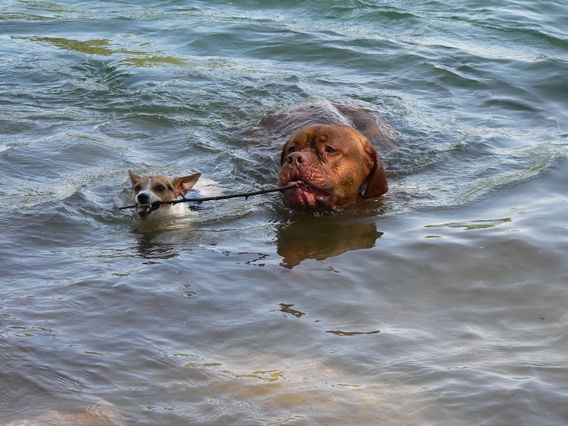 Jack-Russel bei Doggenrettung :-)