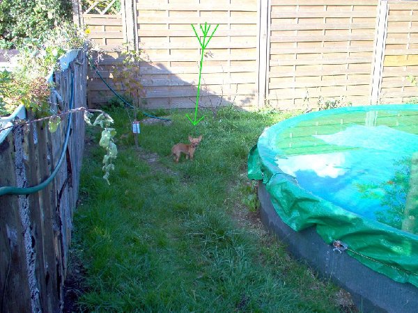 k-Chi -) 006.Garten.JPG (187.62 KiB) 7385 mal betrachtet k-Chi -) 006.Garten.JPG