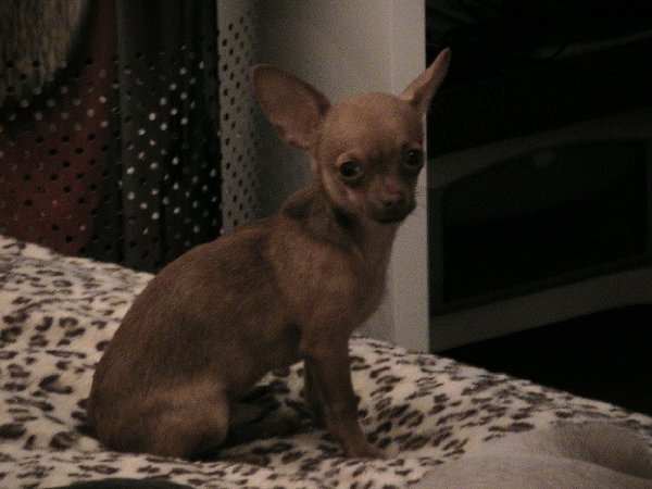 Merlin Cam 006.jpg (342.86 KiB) 6592 mal betrachtet Merlin Cam 006.jpg