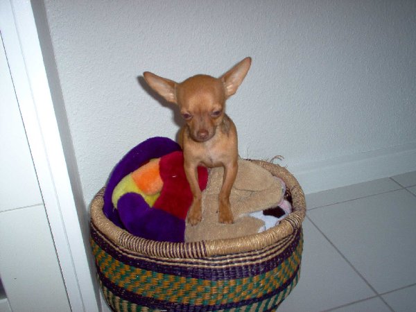 Merlin-in-der-Küche-004.jpg (188.37 KiB) 6587 mal betrachtet Merlin-in-der-Küche-004.jpg